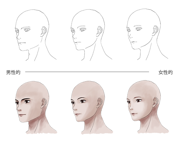イラスト講座 男女の顔の描き分け方 目の堀 頬骨 エラ骨で別れる 絵師のためのネタ帳